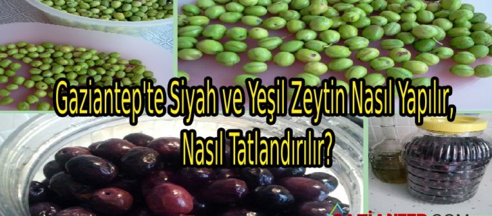 Gaziantep’te Siyah ve Yeşil Zeytin Nasıl Yapılır, Nasıl Tatlandırılır?