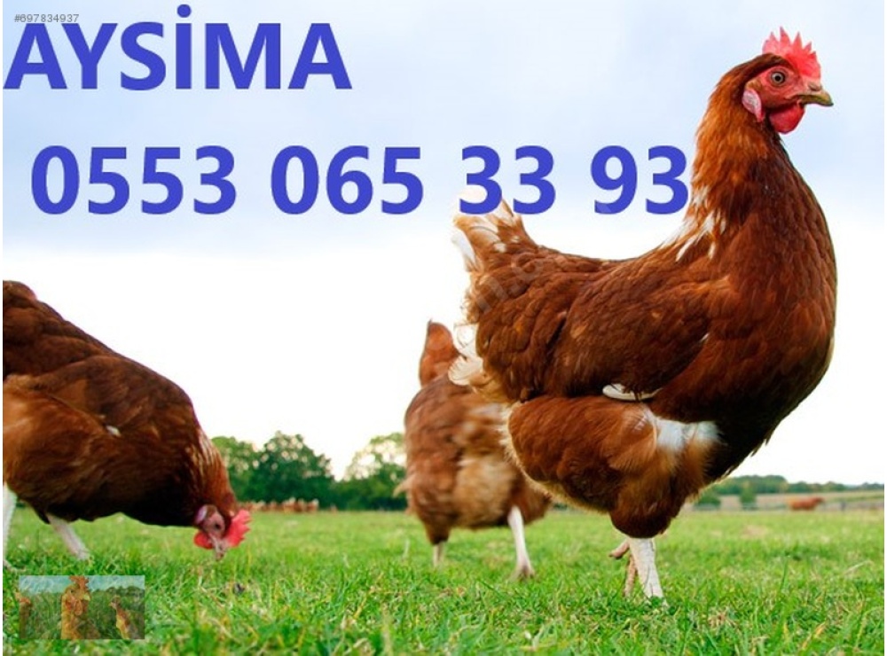 KILAVUZDA TİNDET, 17-19-22 HAFTALIK LOHMAN, 17-19 HAFTALIK ATAKS