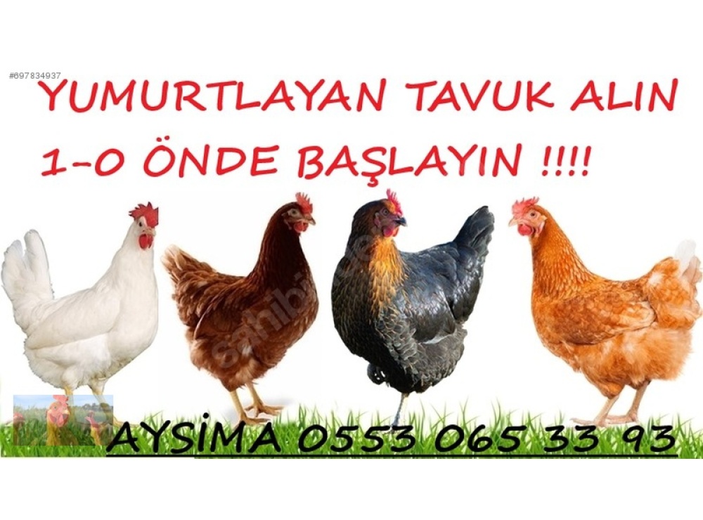 KILAVUZDA TİNDET, 17-19-22 HAFTALIK LOHMAN, 17-19 HAFTALIK ATAKS