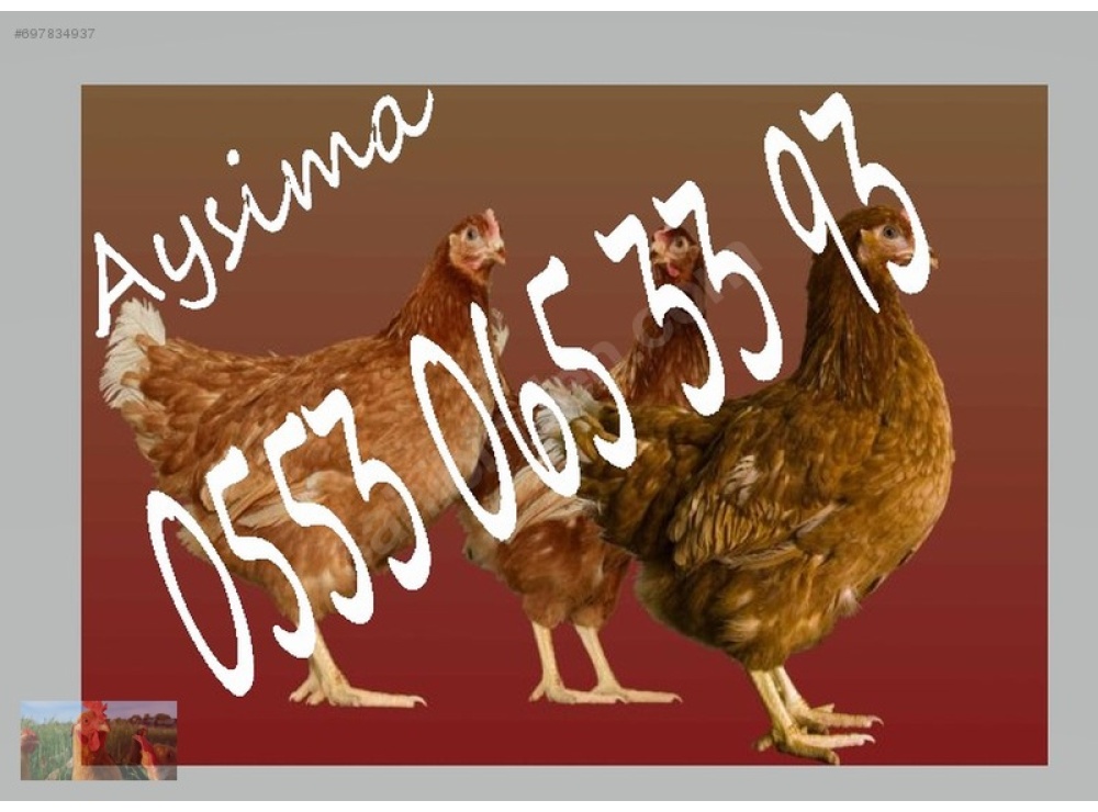 KILAVUZDA TİNDET, 17-19-22 HAFTALIK LOHMAN, 17-19 HAFTALIK ATAKS
