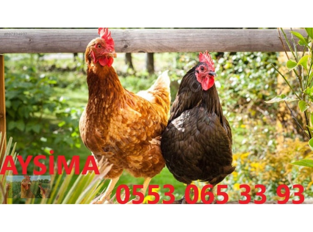 KILAVUZDA TİNDET, 17-19-22 HAFTALIK LOHMAN, 17-19 HAFTALIK ATAKS