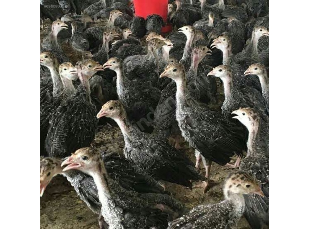AŞILARI TAM ADRESE TESLİM AMERİKA BRONZ HİNDİ PALAZLARI.........