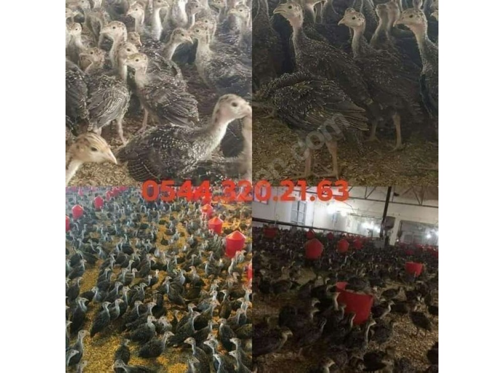 AŞILARI TAM ADRESE TESLİM AMERİKA BRONZ HİNDİ PALAZLARI.........