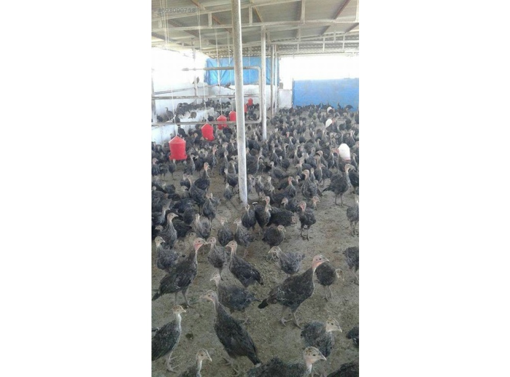 AŞILARI TAM ADRESE TESLİM AMERİKA BRONZ HİNDİ PALAZLARI.........