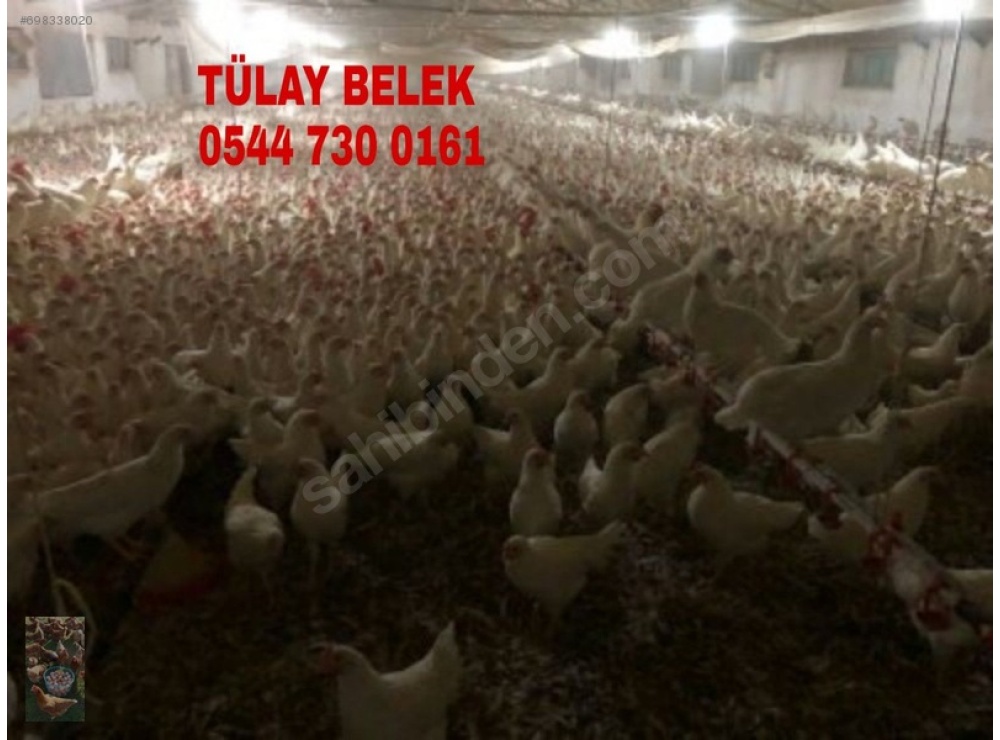 GAZİANTEP 16 HAFTALIK YUMURTA TAVUĞU TINTED AŞILARI TAM