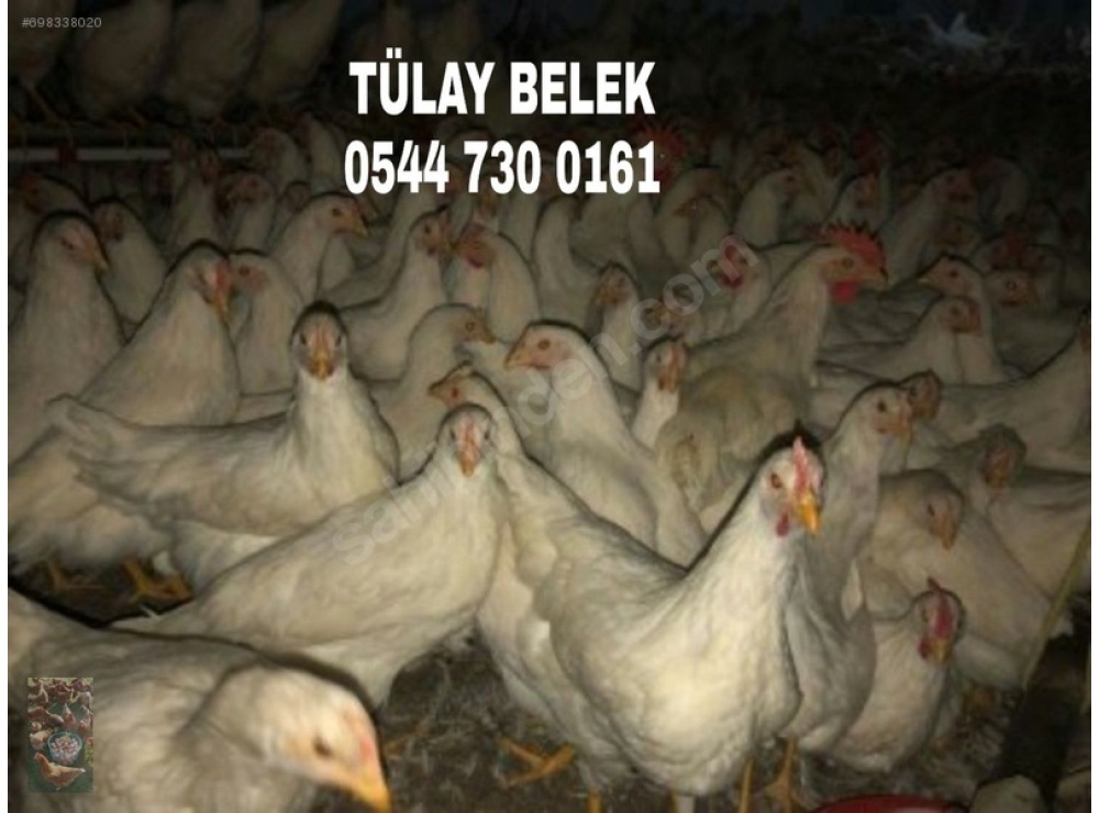 GAZİANTEP 16 HAFTALIK YUMURTA TAVUĞU TINTED AŞILARI TAM