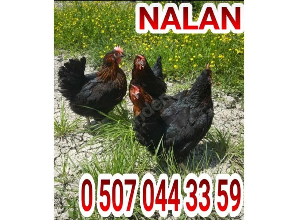 FULL YUMURTADA 27 HAFTALIK ATAKS KIRMIZI ATAK ADRESE TESLİM