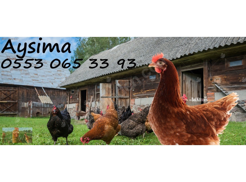 KILAVUZDA TİNDET, 17-19-22 HAFTALIK LOHMAN, 17-19 HAFTALIK ATAKS