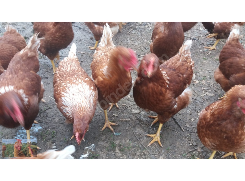 KILAVUZDA TİNDET, 17-19-22 HAFTALIK LOHMAN, 17-19 HAFTALIK ATAKS