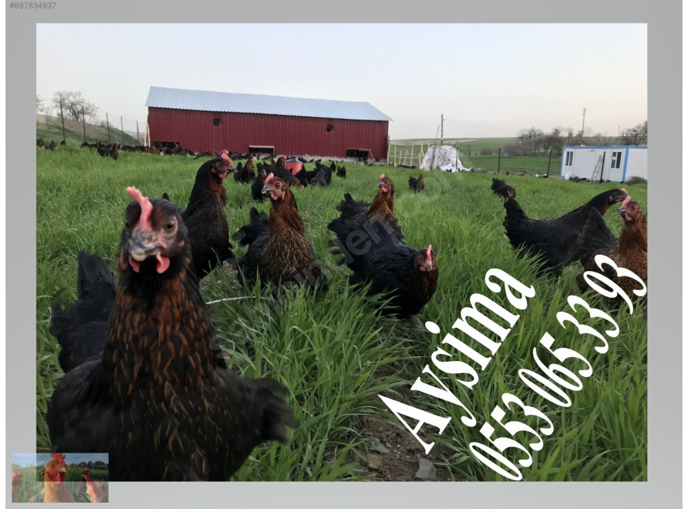 KILAVUZDA TİNDET, 17-19-22 HAFTALIK LOHMAN, 17-19 HAFTALIK ATAKS