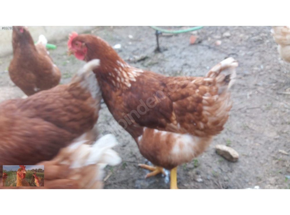 KILAVUZDA TİNDET, 17-19-22 HAFTALIK LOHMAN, 17-19 HAFTALIK ATAKS