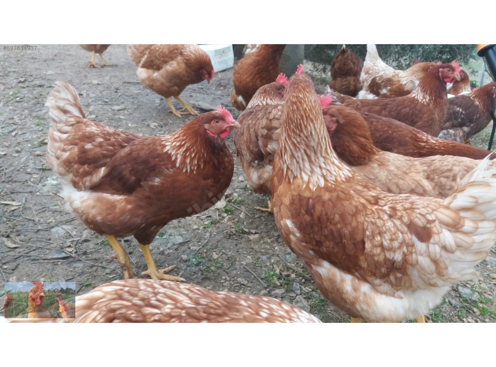 KILAVUZDA TİNDET, 17-19-22 HAFTALIK LOHMAN, 17-19 HAFTALIK ATAKS