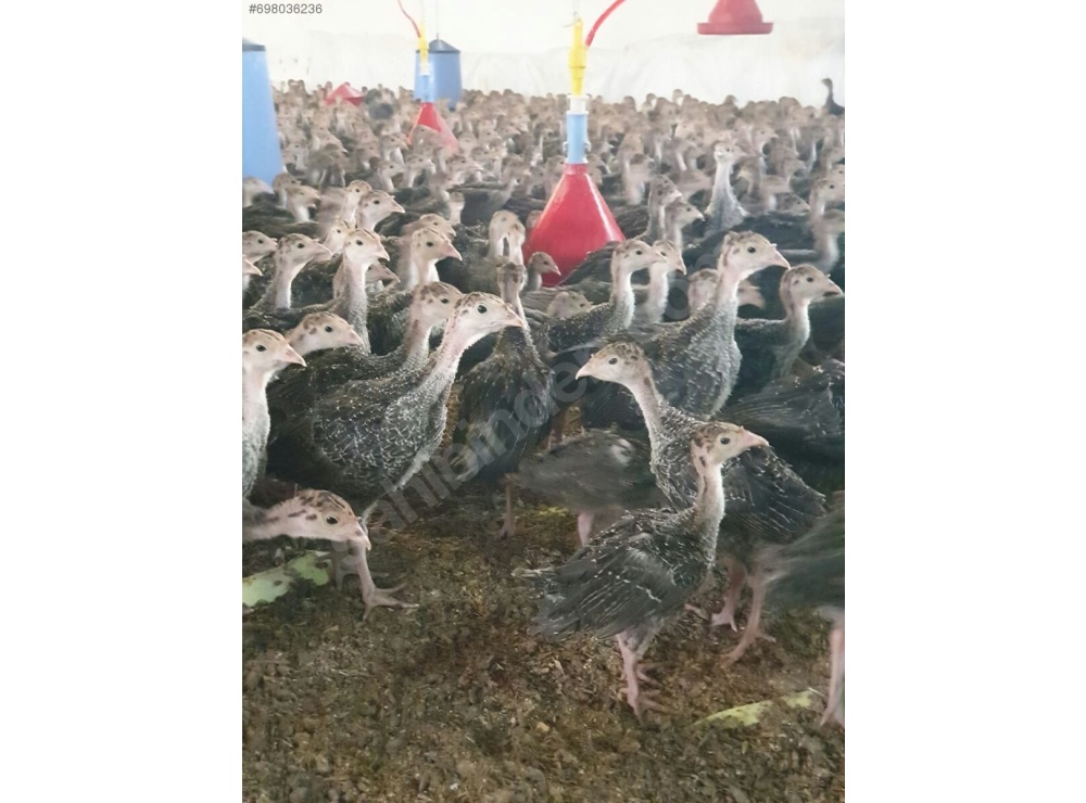 45 GÜNLÜK SİYAH AMERİKAN BRONZ HİNDİ 81 İLE TESLİM