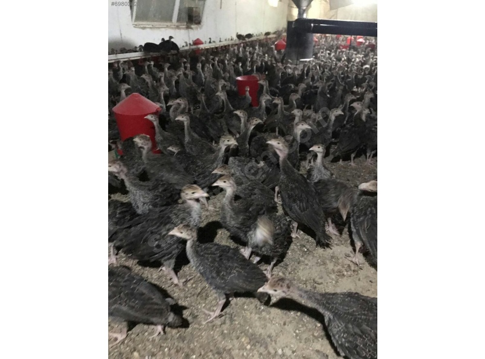 45 GÜNLÜK SİYAH AMERİKAN BRONZ HİNDİ 81 İLE TESLİM