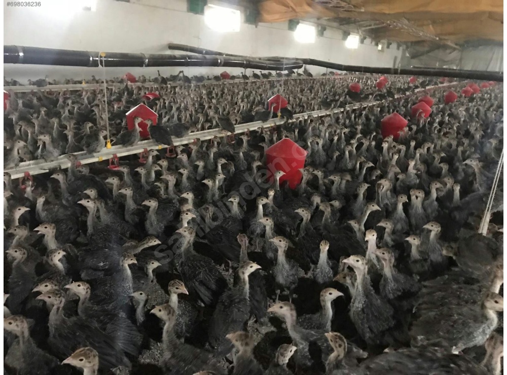 45 GÜNLÜK SİYAH AMERİKAN BRONZ HİNDİ 81 İLE TESLİM