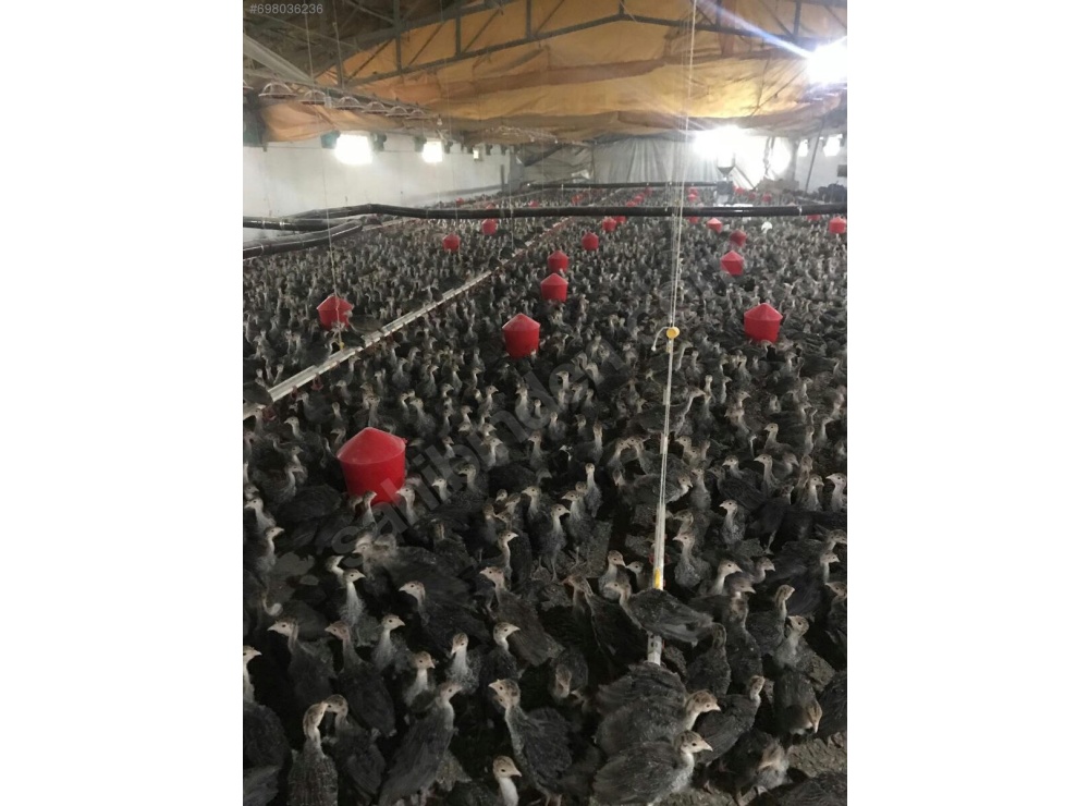 45 GÜNLÜK SİYAH AMERİKAN BRONZ HİNDİ 81 İLE TESLİM