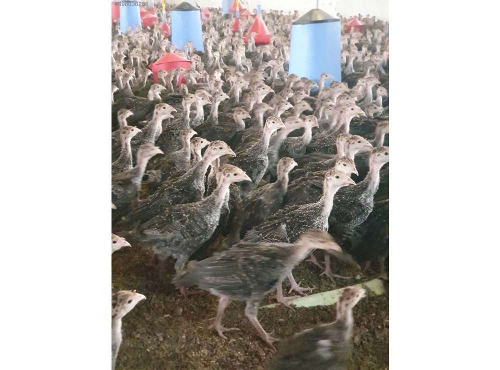45 GÜNLÜK SİYAH AMERİKAN BRONZ HİNDİ 81 İLE TESLİM