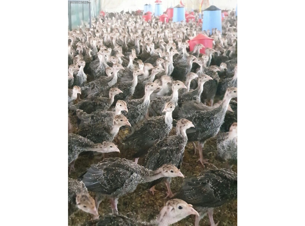 45 GÜNLÜK SİYAH AMERİKAN BRONZ HİNDİ 81 İLE TESLİM