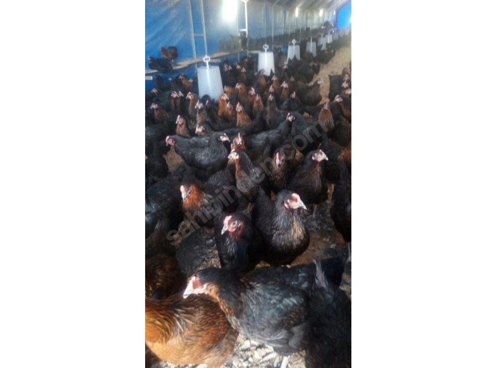 50 Adet ve Üzeri Kapıda Ödeme Aşılı 16 haftalık Atak-s