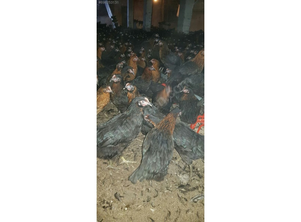 50 Adet ve Üzeri Kapıda Ödeme Aşılı 16 haftalık Atak-s