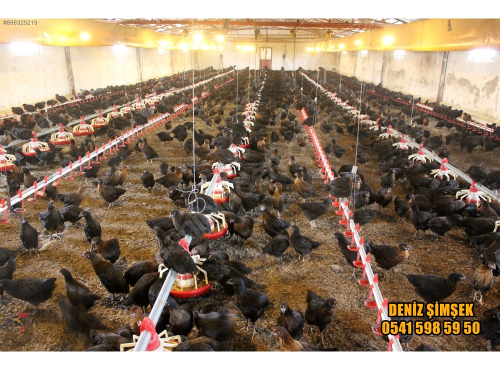ÜRETİCİDEN 1. KAN ATAK-S LOHMAN TİNTED + ÇADIR YAPI