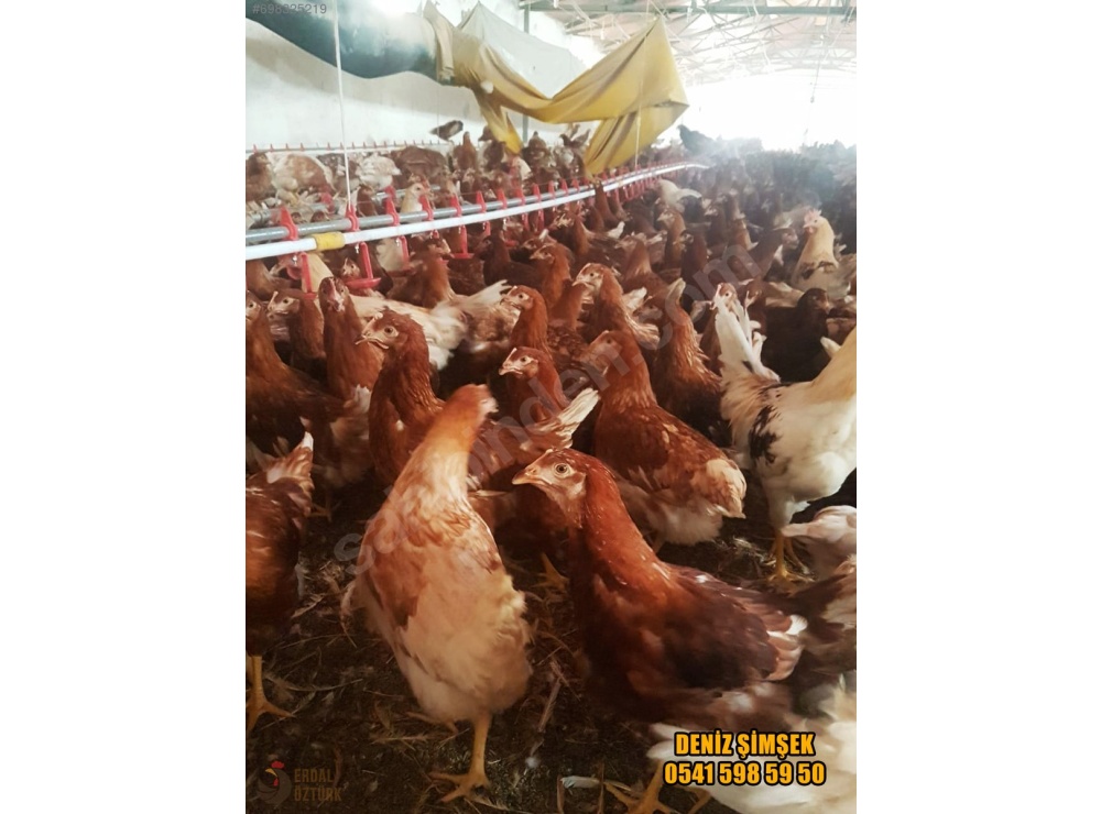 ÜRETİCİDEN 1. KAN ATAK-S LOHMAN TİNTED + ÇADIR YAPI