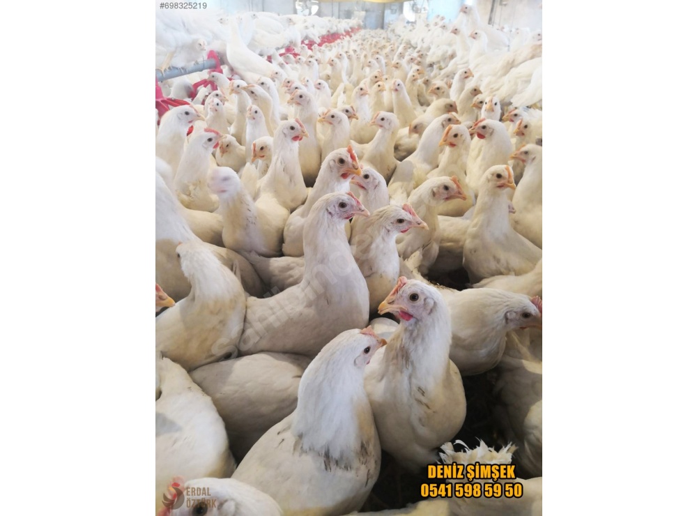 ÜRETİCİDEN 1. KAN ATAK-S LOHMAN TİNTED + ÇADIR YAPI