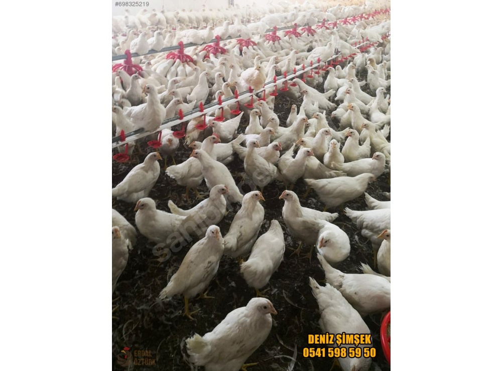 ÜRETİCİDEN 1. KAN ATAK-S LOHMAN TİNTED + ÇADIR YAPI