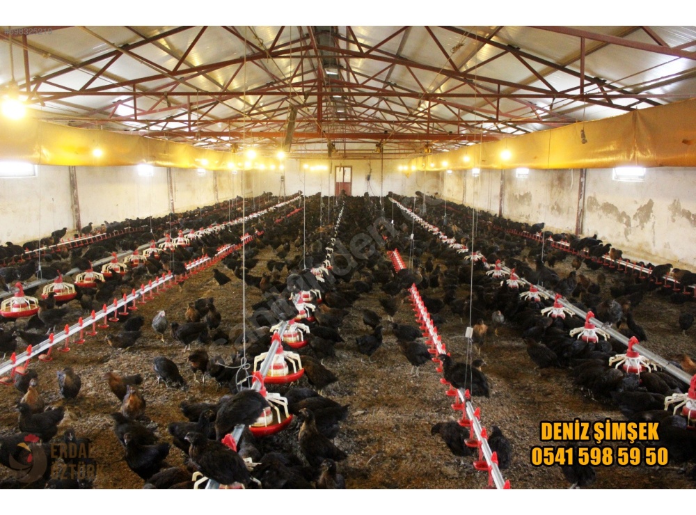 ÜRETİCİDEN 1. KAN ATAK-S LOHMAN TİNTED + ÇADIR YAPI