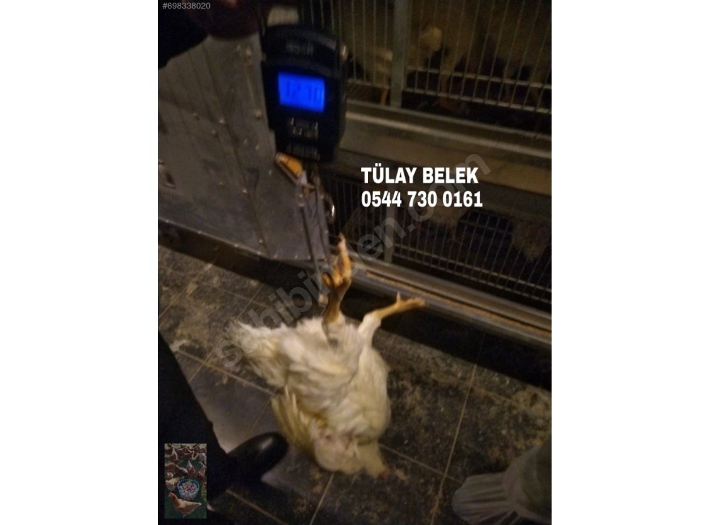 GAZİANTEP 16 HAFTALIK YUMURTA TAVUĞU TINTED AŞILARI TAM