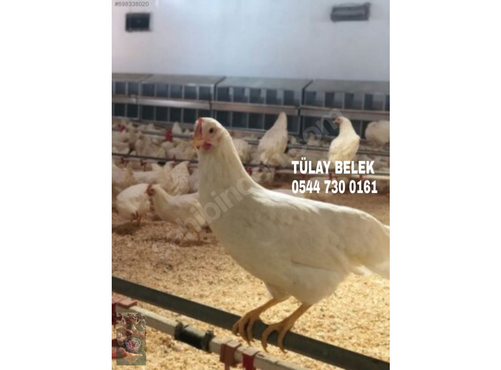 GAZİANTEP 16 HAFTALIK YUMURTA TAVUĞU TINTED AŞILARI TAM