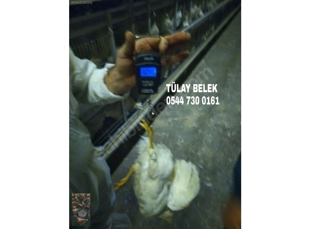 GAZİANTEP 16 HAFTALIK YUMURTA TAVUĞU TINTED AŞILARI TAM