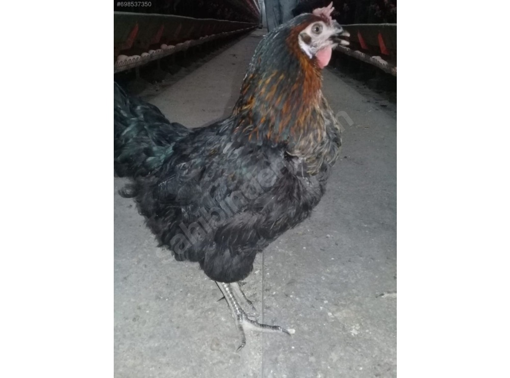 FULL YUMURTADA 27 HAFTALIK ATAKS LOHMAN ADRESE TESLİM