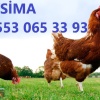 KILAVUZDA TİNDET, 17-19-22 HAFTALIK LOHMAN, 17-19 HAFTALIK ATAKS