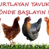 KILAVUZDA TİNDET, 17-19-22 HAFTALIK LOHMAN, 17-19 HAFTALIK ATAKS
