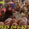 KILAVUZDA TİNDET, 17-19-22 HAFTALIK LOHMAN, 17-19 HAFTALIK ATAKS