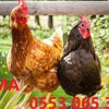 KILAVUZDA TİNDET, 17-19-22 HAFTALIK LOHMAN, 17-19 HAFTALIK ATAKS