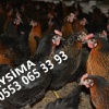 KILAVUZDA TİNDET, 17-19-22 HAFTALIK LOHMAN, 17-19 HAFTALIK ATAKS