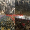 AŞILARI TAM ADRESE TESLİM AMERİKA BRONZ HİNDİ PALAZLARI.........