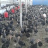AŞILARI TAM ADRESE TESLİM AMERİKA BRONZ HİNDİ PALAZLARI.........
