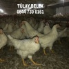 GAZİANTEP 16 HAFTALIK YUMURTA TAVUĞU TINTED AŞILARI TAM