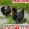 FULL YUMURTADA 27 HAFTALIK ATAKS KIRMIZI ATAK ADRESE TESLİM