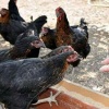 FULL YUMURTADA 27 HAFTALIK ATAKS KIRMIZI ATAK ADRESE TESLİM