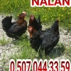 FULL YUMURTADA 27 HAFTALIK ATAKS LOHMAN ADRESE TESLİM
