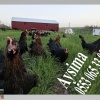 KILAVUZDA TİNDET, 17-19-22 HAFTALIK LOHMAN, 17-19 HAFTALIK ATAKS