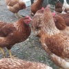 KILAVUZDA TİNDET, 17-19-22 HAFTALIK LOHMAN, 17-19 HAFTALIK ATAKS