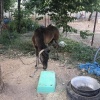 Erkek kızıl tay