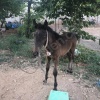 Erkek kızıl tay