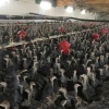 45 GÜNLÜK SİYAH AMERİKAN BRONZ HİNDİ 81 İLE TESLİM