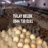 GAZİANTEP 16 HAFTALIK YUMURTA TAVUĞU TINTED AŞILARI TAM